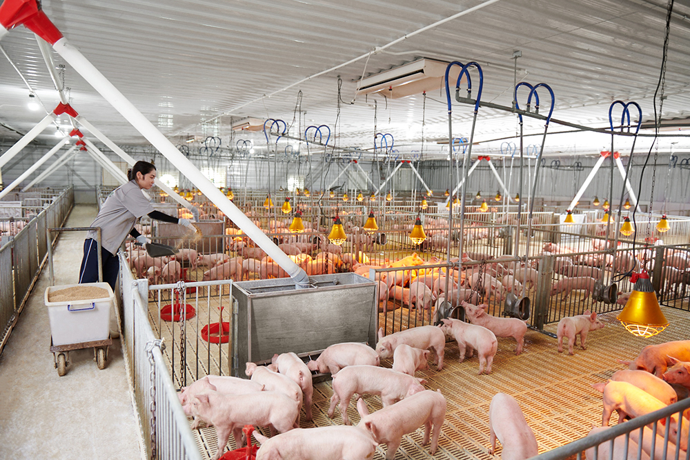 CÔNG TY TNHH SAGO AGENCY – TP. Hồ Chí Minh